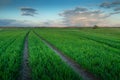 Technological path in fresh green field, evening view Royalty Free Stock Photo