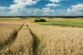 Wheel tracks in the field, horizon and clouds in the sky Royalty Free Stock Photo