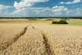 Technological path in the field Royalty Free Stock Photo