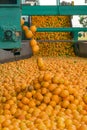 Technological process at the orange cannery or factory. Mass of ripe citrus fruits oranges