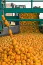 Technological process at the orange cannery. Mass of ripe citrus fruits oranges