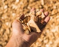 Technological wood chips for the production of MDF boards. Royalty Free Stock Photo