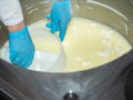 technologist knead the curd in the workplace. dairy industry. the production of cottage cheese. Royalty Free Stock Photo