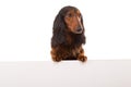 Teckel Dachshund