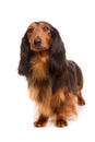 Teckel (dachshund) Royalty Free Stock Photo