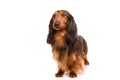 Teckel (dachshund) Royalty Free Stock Photo