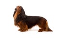 Teckel (dachshund) Royalty Free Stock Photo