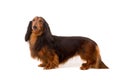 Teckel (dachshund) Royalty Free Stock Photo