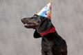 Teckel dog with birthday hat looking aisde with deep look Royalty Free Stock Photo