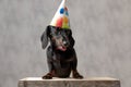 Teckel dog with birthday hat looking down sad Royalty Free Stock Photo