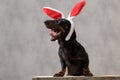Teckel dog with bunny ears sitting and yawning Royalty Free Stock Photo