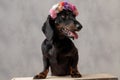 Teckel dog with flowers headband sticking out tongue Royalty Free Stock Photo