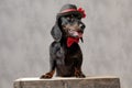 Teckel dog with hat and red bowtie sitting wooden board Royalty Free Stock Photo