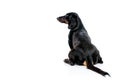 Teckel dog looking sideways from behind Royalty Free Stock Photo