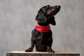 Teckel dog sitting on wooden board and looking up Royalty Free Stock Photo