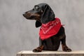 Teckel dog standing on wooden board and looking aside distracted Royalty Free Stock Photo