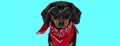 Teckel dog wearing red bandana, sitting and looking at camera