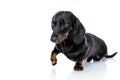 Teckel puppy dog with black fur playfully raising his paw Royalty Free Stock Photo