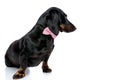 Teckel puppy dog with pink bow tie looking ahead Royalty Free Stock Photo