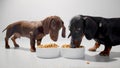 Two small dachshund dogs or puppies during a meal of dry diet food from white bowls. White seamless studio background