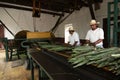 Traditional method of obtaining thread from the henequen plant Royalty Free Stock Photo