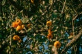 Tecojote winter fruit called & x28;Crataegus mexicana& x29;, fruit on the tree