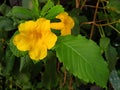 Tecoma capensis beautiful yellow flowers bloom perfectly on a sunny day. . . Royalty Free Stock Photo