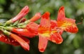 Tecoma capensis, Cape Honeysuckle