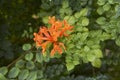 Tecoma capensis shrub Royalty Free Stock Photo