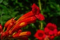 Tecoma flower. Campsis macro photo. Drops of water after rain