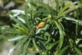 Tecoma flowers with green leaves