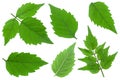 Tecoma leaf collection closeup on white Royalty Free Stock Photo