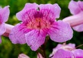 Tecoma Shrub, Pink-Plant, Pink Flower Closeup Royalty Free Stock Photo