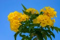 Tecoma stans (Bignoniaceae), yellow flowers in the city of Hurghada on the shores Royalty Free Stock Photo