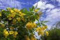 Tecoma Stans and Clouds. Royalty Free Stock Photo