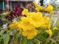 Tecoma stans flowers with their striking yellow color Royalty Free Stock Photo