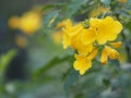 Tecoma stans Magnoliophyta Lamiales Bignoniaceae yellow Flower beautiful in nature blur background Royalty Free Stock Photo