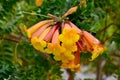 Tecoma stans Orange Jubilee flowers also called Ginger thomas or Trumpetbush in the garden of Tenerife