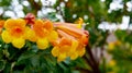 Tecoma stans Orange Jubilee flowers also called Ginger thomas or Trumpetbush in the garden of Tenerife.