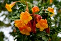 Tecoma stans Orange Jubilee flowers also called Ginger thomas or Trumpetbush in the garden of Tenerife.