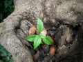 Tecoma stans small plant growing on Indian beech (pongamia pinnata) tree stump. Royalty Free Stock Photo