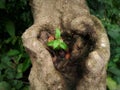 Tecoma stans small plant growing on Indian beech pongamia pinnata tree stump. Royalty Free Stock Photo