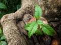 Tecoma stans small plant growing on Indian beech pongamia pinnata tree stump. Royalty Free Stock Photo