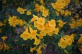 Tecoma stans, a species of flowering shrub in the trumpet vine family, Bignoniaceae, common names are yellow trumpet bush, yellow Royalty Free Stock Photo