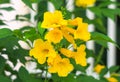 Tecoma stans , Yellow bell, Yellow elder flowers Royalty Free Stock Photo