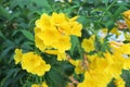 Tecoma stans , Yellow bell, Yellow elder flowers