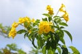 Tecoma stans. Yellow bells tecoma in Thailand