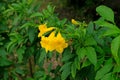 Tecoma stans, Yellow elder flowers