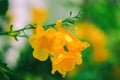 Tecoma stans or Yellow elder or Trumpetbush or Trumpet flower Royalty Free Stock Photo