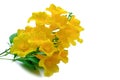 Tecoma stans or Yellow elder or Trumpetbush or Trumpetflower, be